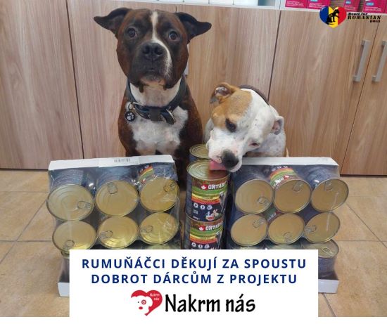 romanian dogs 2923